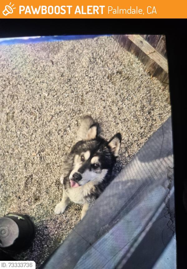 Found/Stray Male Dog last seen Near E Avenue Q7, Palmdale, CA 93550