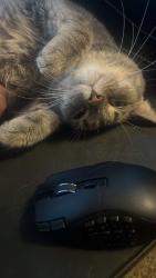 Reunited Female Cat last seen Riverside High School, Milwaukee, WI 53211