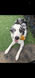 Reunited Female Dog last seen Big Reds Rv Park, El Reno, OK 73036
