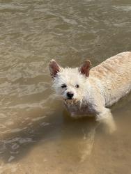 Reunited Male Dog last seen Weaver and South Fenton, Littleton, CO 80123