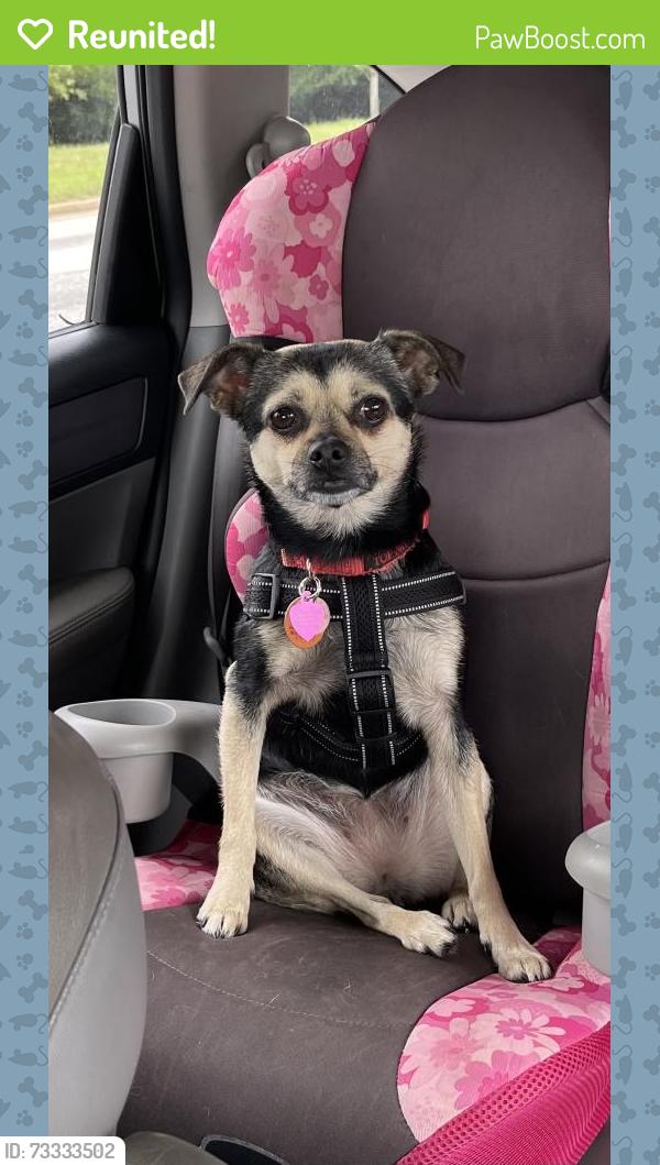 Reunited Female Dog last seen Inside hse, Greer, SC 29650
