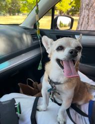 Lost Male Dog last seen Chamberlain and Tomahawk Drive, Salt Lake City, UT 84103
