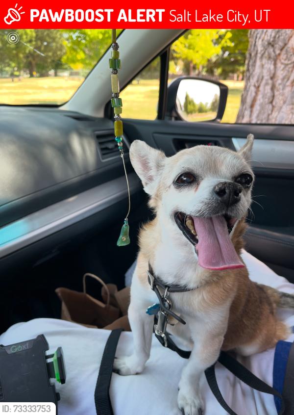 Lost Male Dog last seen Chamberlain and Tomahawk Drive, Salt Lake City, UT 84103