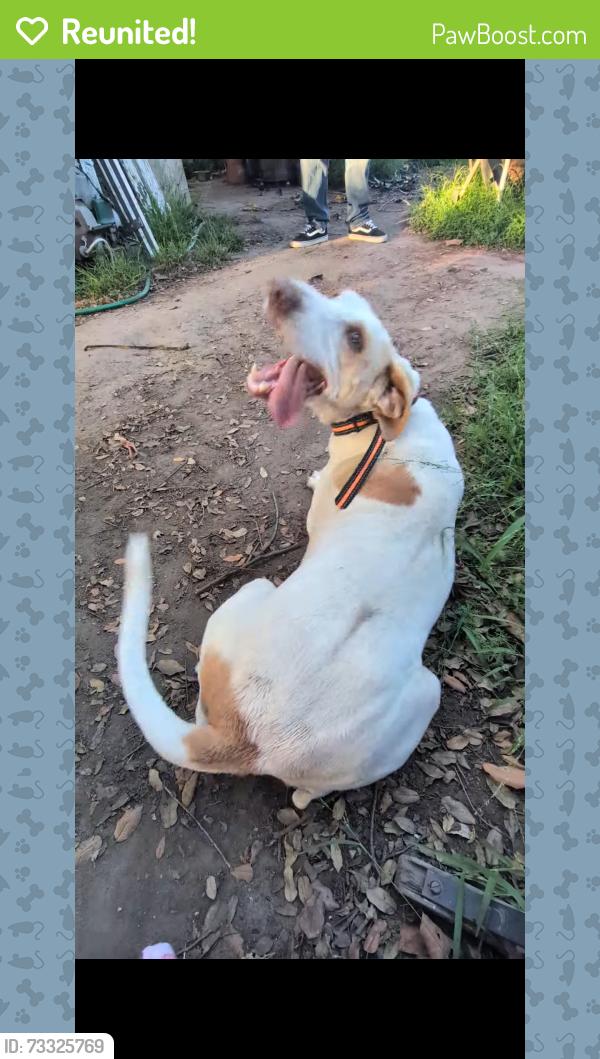 Reunited Female Dog last seen Metz and Hackett, Long Beach, CA 90808