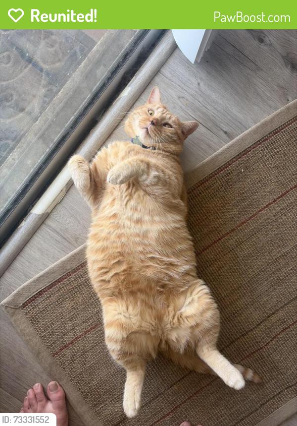Reunited Male Cat last seen Crockett lake dr, Coupeville, WA 98239