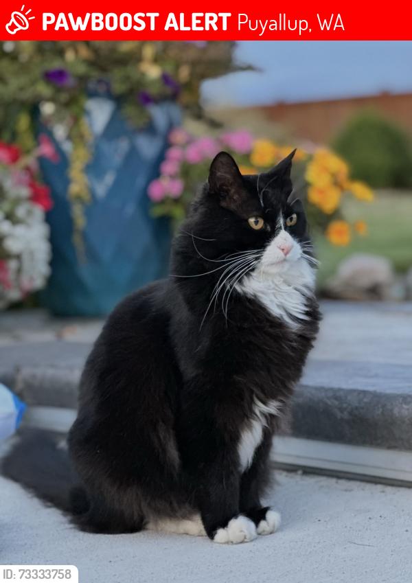 Lost Male Cat last seen 108th St Ct E, Puyallup WA, Puyallup, WA 98374