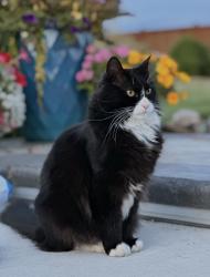 Lost Male Cat last seen 108th St Ct E, Puyallup WA, Puyallup, WA 98374
