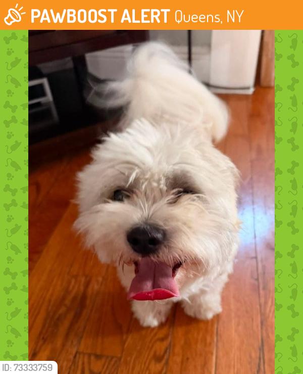 Found/Stray Male Dog last seen 224th Street and Hillside Avenue, Queens, NY 11428