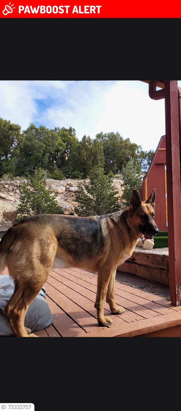 Lost Male Dog last seen Tablazon area, Bernalillo County, NM 87059