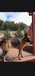 Lost Male Dog last seen Tablazon area, Bernalillo County, NM 87059