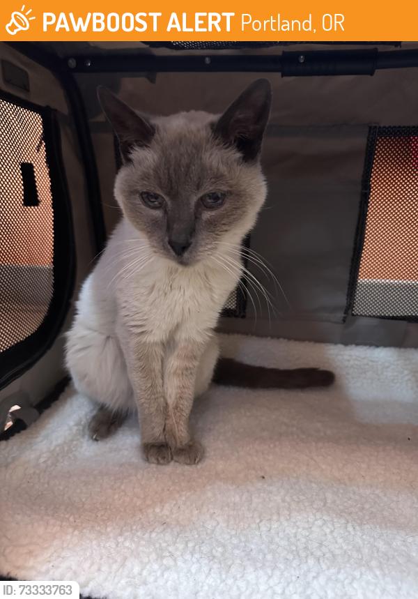 Found/Stray Unknown Cat last seen 115th, Portland, OR 97266