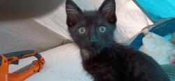 Lost Male Cat last seen It was on the railroad track near carlington and carlson in Richmond ca, Richmond, CA 94804