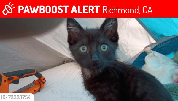 Lost Male Cat last seen It was on the railroad track near carlington and carlson in Richmond ca, Richmond, CA 94804