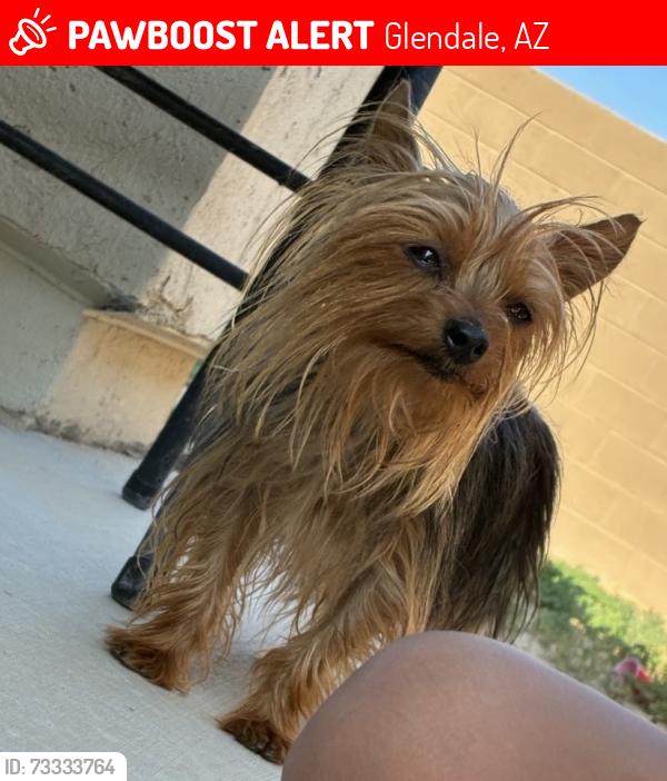 Lost Female Dog last seen 127th and Glendale, Glendale, AZ 85307