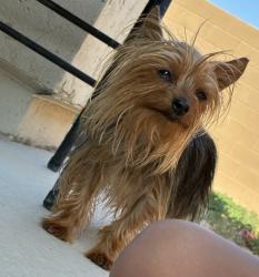 Lost Female Dog last seen 127th and Glendale, Glendale, AZ 85307