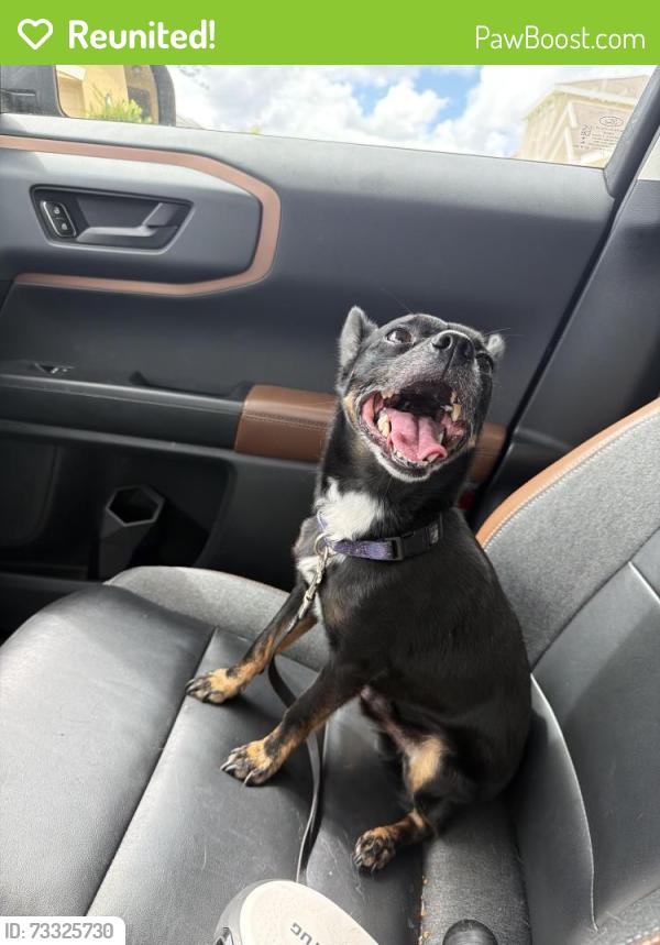 Reunited Male Dog last seen Ekker Rd & Symmes Rd, Gibsonton, FL 33534