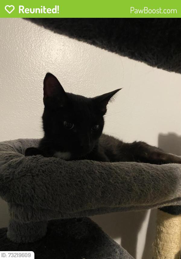 Reunited Female Cat last seen N 60 St and Hamptom, Milwaukee, WI 53218