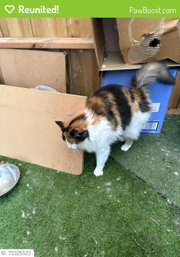 Reunited Female Cat last seen Severn street Newport, Newport, VIC 3015
