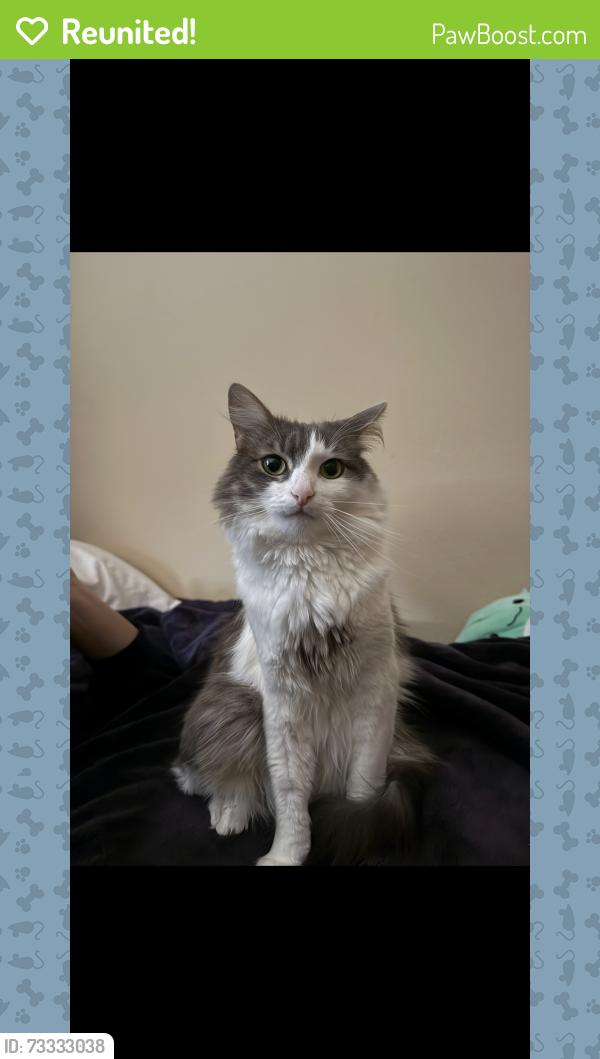 Reunited Male Cat last seen Snowy Owl Ln & 158th Ter, Beaverton OR 97007, Beaverton, OR 97007