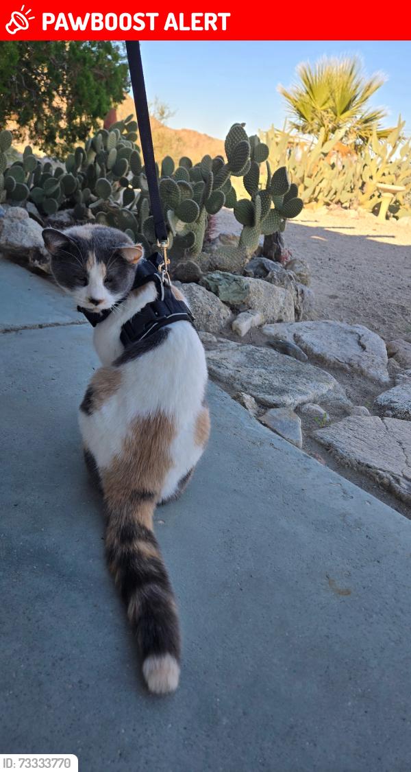Lost Female Cat last seen Rocky Rd. and Desert Knoll, Twentynine Palms, CA 92277