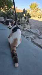 Lost Female Cat last seen Rocky Rd. and Desert Knoll, Twentynine Palms, CA 92277