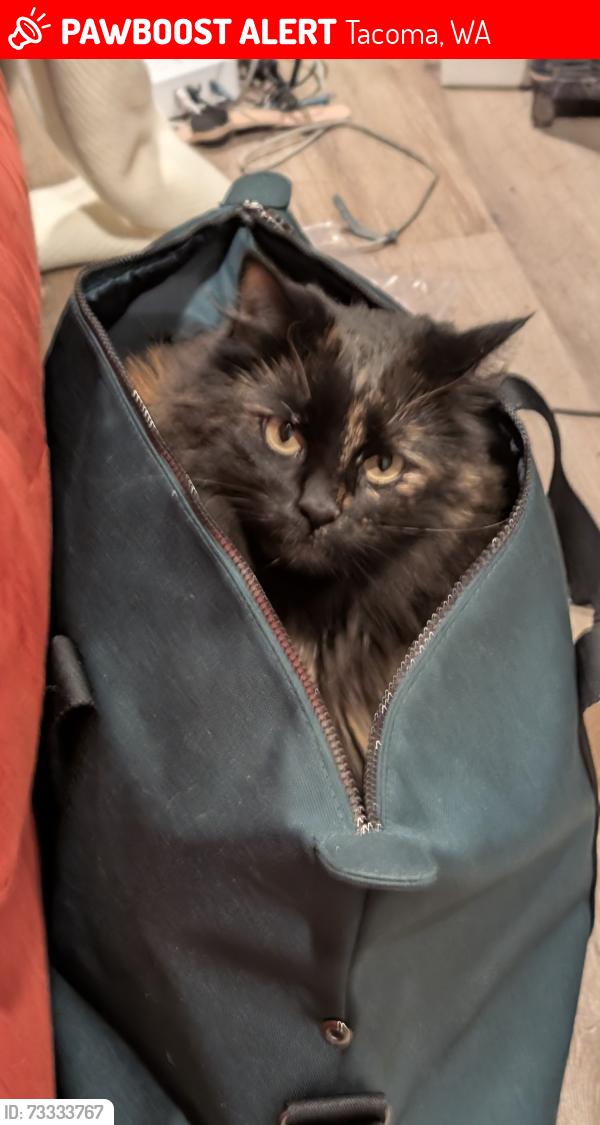 Lost Female Cat last seen 80th St S th and Pacific n the one apmts, Tacoma, WA 98408