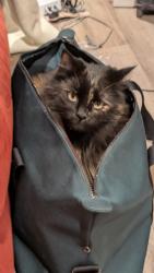 Lost Female Cat last seen 80th St S th and Pacific n the one apmts, Tacoma, WA 98408