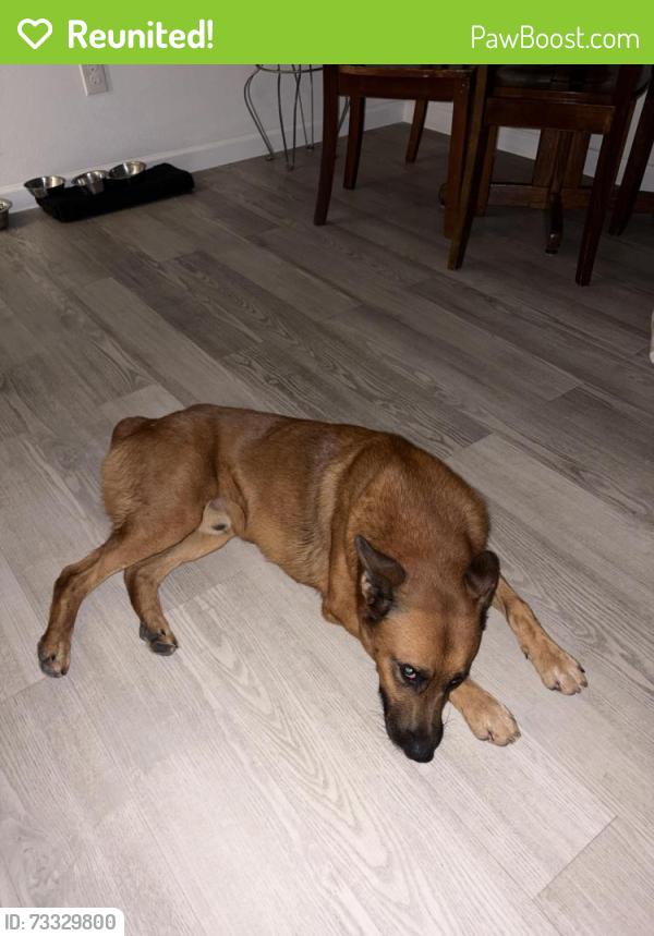 Reunited Male Dog last seen Bruton Rd, Aspen Dr, Dallas, TX 75217