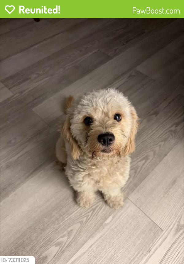 Reunited Male Dog last seen Aspen Dr, Bruton Rd, Dallas, TX 75227