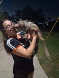 Reunited Male Dog last seen Maple and rialto ave fontana, Fontana, CA 92335