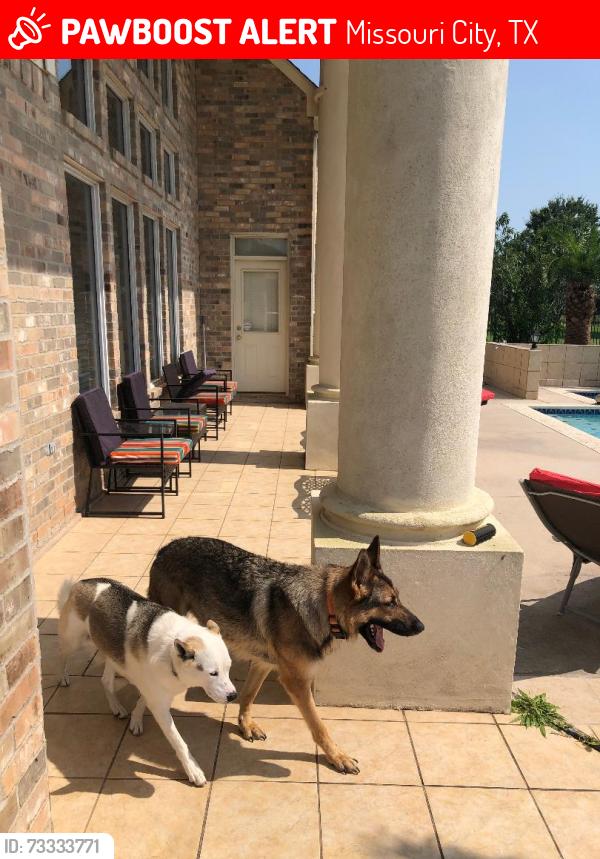 Lost Female Dog last seen Henry Watts and Silver Run, Missouri City, TX 77459