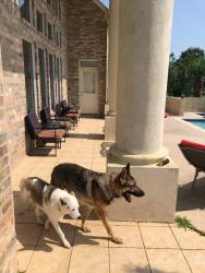 Lost Female Dog last seen Henry Watts and Silver Run, Missouri City, TX 77459