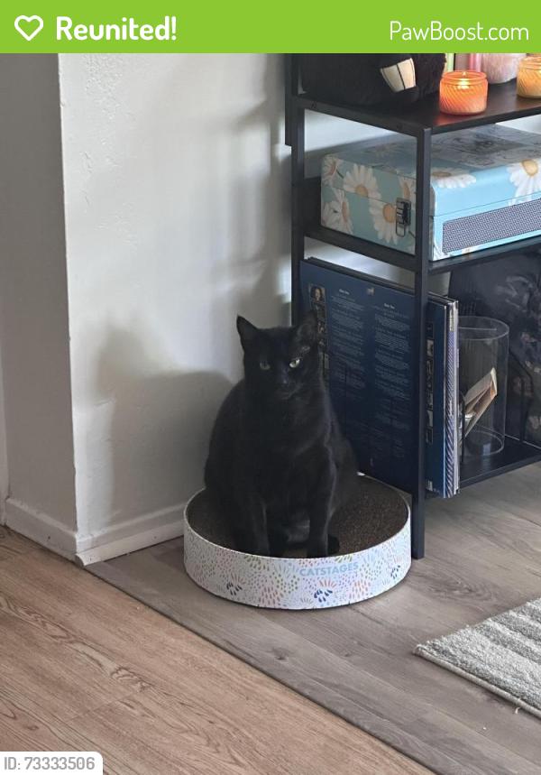 Reunited Male Cat last seen Crossed w/ Geraldine Drive - Behind Taylor Middle School, Millbrae, CA 94030