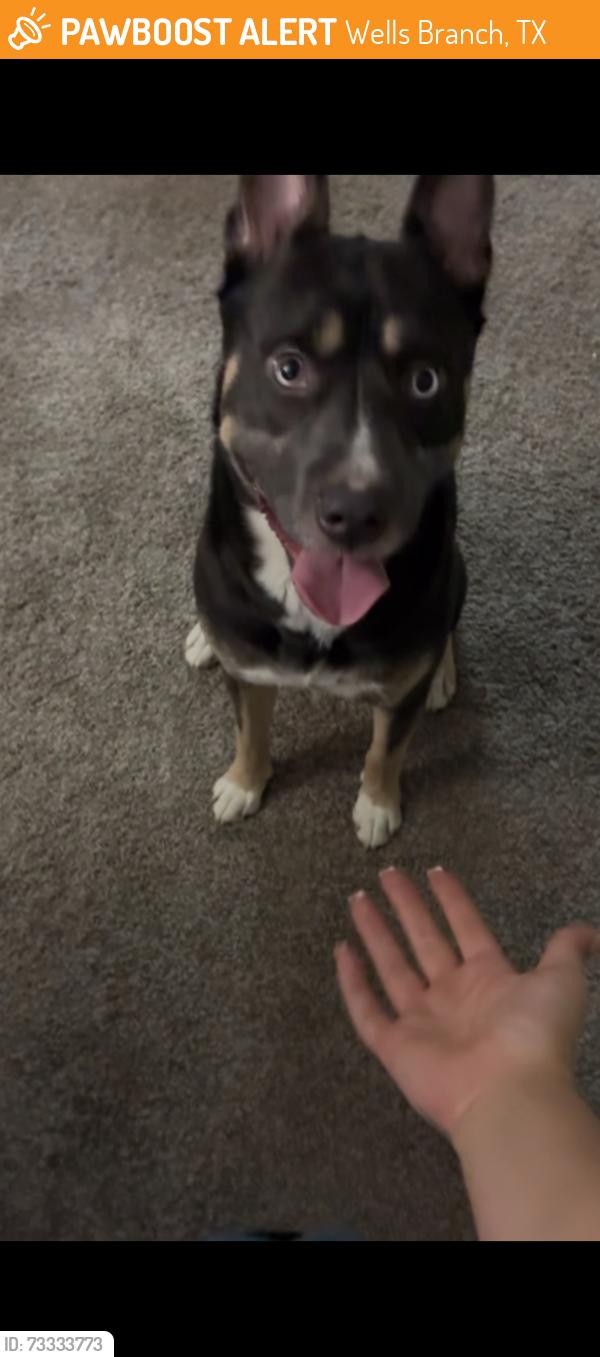 Found/Stray Male Dog last seen He was in my apmts wondering, Wells Branch, TX 78728