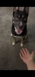 Found/Stray Male Dog last seen He was in my apmts wondering, Wells Branch, TX 78728