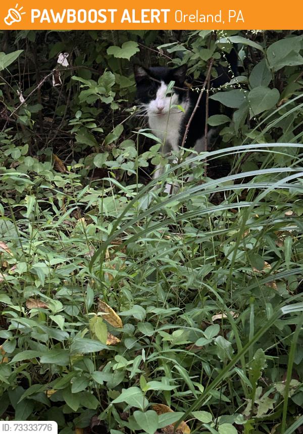 Found/Stray Unknown Cat last seen Near the pizek preserve entrance closest to the church grounds, Oreland, PA 19075