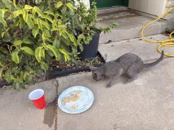 Found/Stray Unknown Cat last seen Near plover lane, Arlington, TX 76015