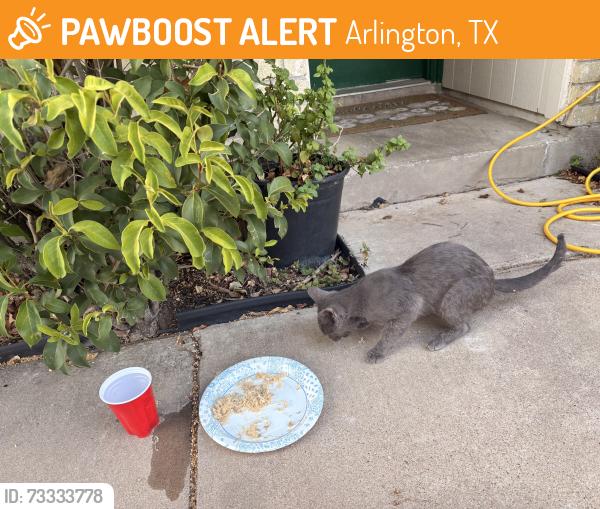 Found/Stray Unknown Cat last seen Near plover lane, Arlington, TX 76015