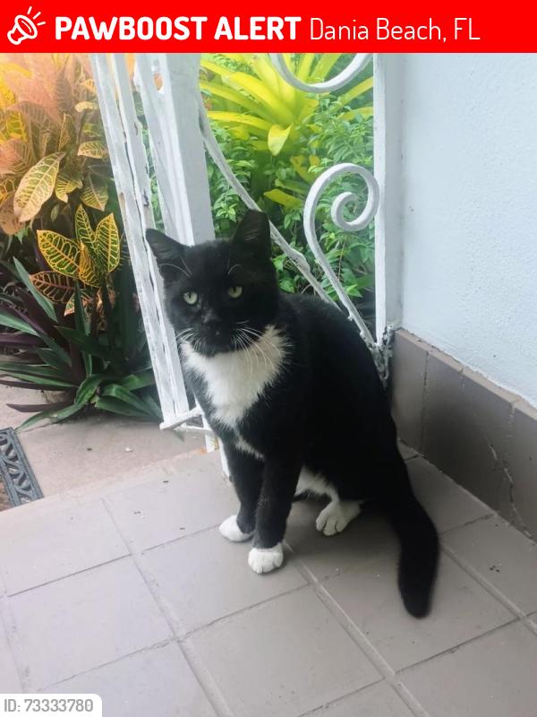 Lost Male Cat last seen SW 2nd Ave and SW 5th st, Dania Beach, FL 33004