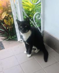 Lost Male Cat last seen SW 2nd Ave and SW 5th st, Dania Beach, FL 33004
