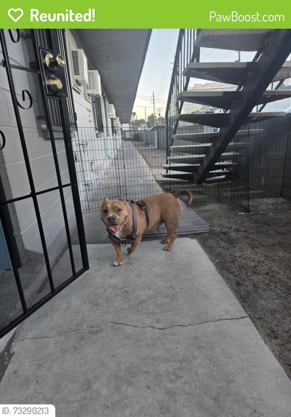 Reunited Female Dog last seen Sahara and S. Van Patten, Las Vegas, NV 89109