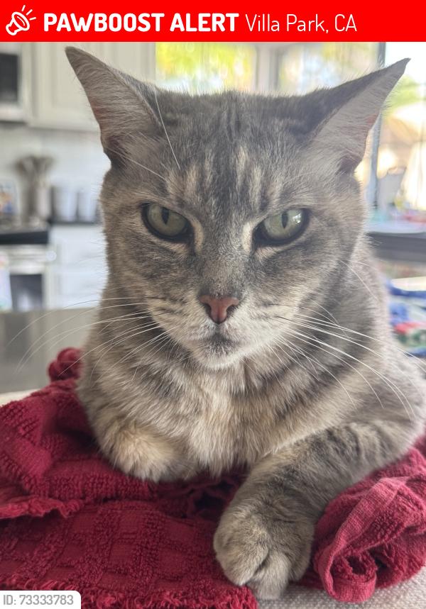 Lost Female Cat last seen N Wanda Road & E Collins Avenue, Villa Park, CA 92861