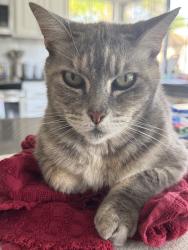 Lost Female Cat last seen N Wanda Road & E Collins Avenue, Villa Park, CA 92861