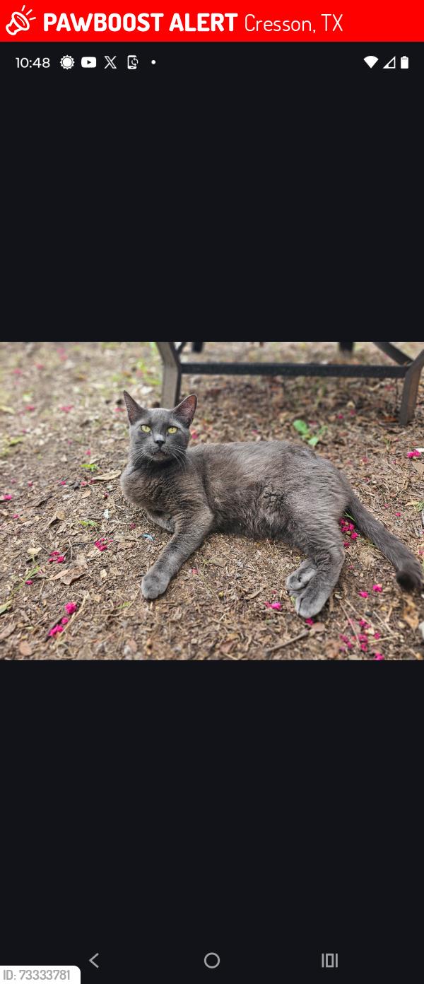 Lost Male Cat last seen US 377 , Bear Creek, Cresson, TX 76035