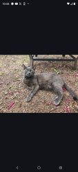 Lost Male Cat last seen US 377 , Bear Creek, Cresson, TX 76035