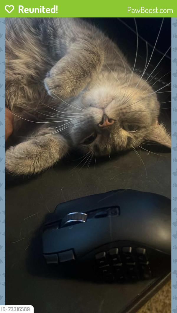 Reunited Female Cat last seen Riverside High School, Milwaukee, WI 53211