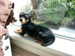 Reunited Male Dog last seen he may have headed towards the Marwood Village, Woodedge, or Tallowood subdivision nearby., Houston, TX 77070