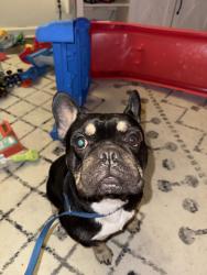 Reunited Unknown Dog last seen Ronald Ave, Modesto, CA 95350, USA, Modesto, CA 95350