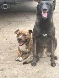 Lost Male Dog last seen Grand ave, Lake Elsinore, CA 92530