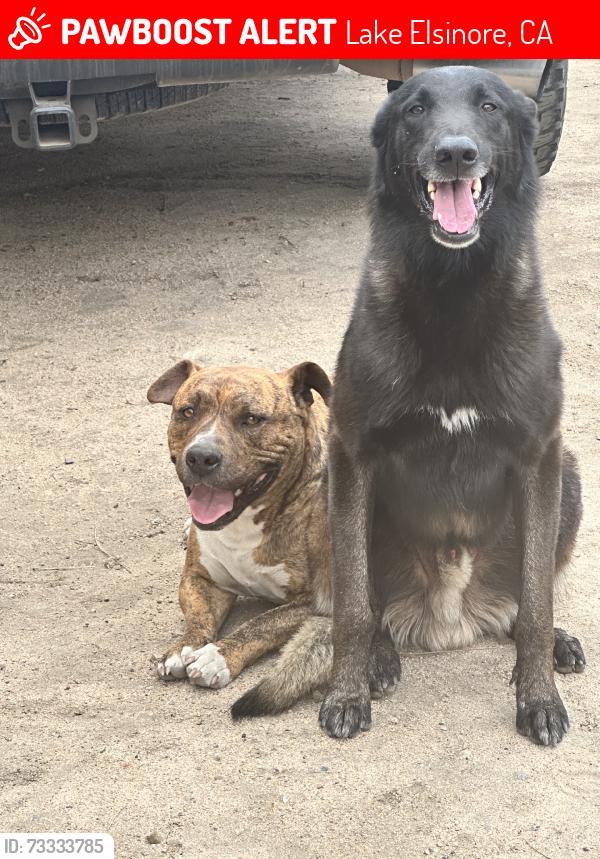 Lost Male Dog last seen Grand ave, Lake Elsinore, CA 92530